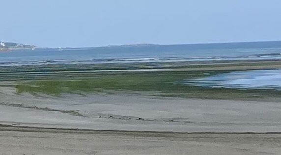 Plage envahie par les algues vertes en baie de Lannion 