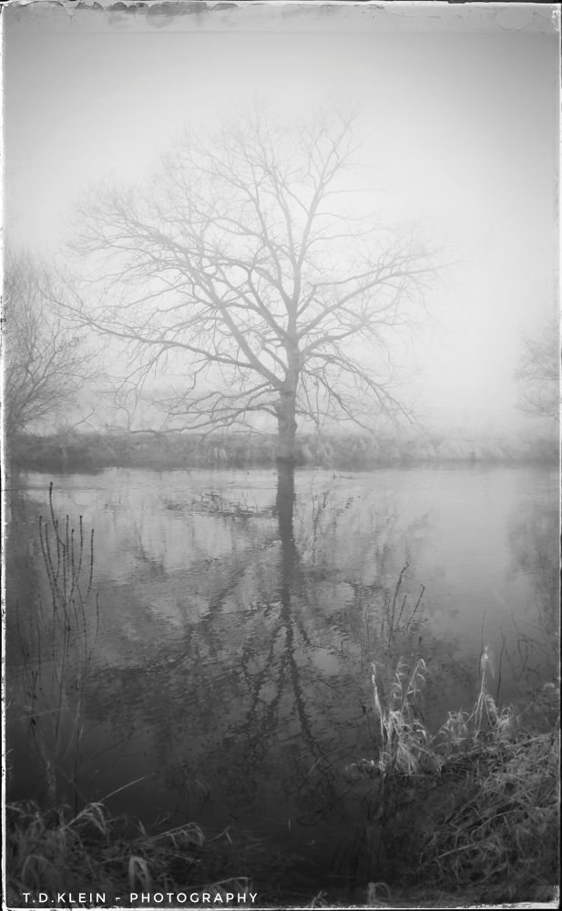 b/w picture of a solitary tree on a river bank, veiled in thick fog, its bare branches mirrored in the cold water