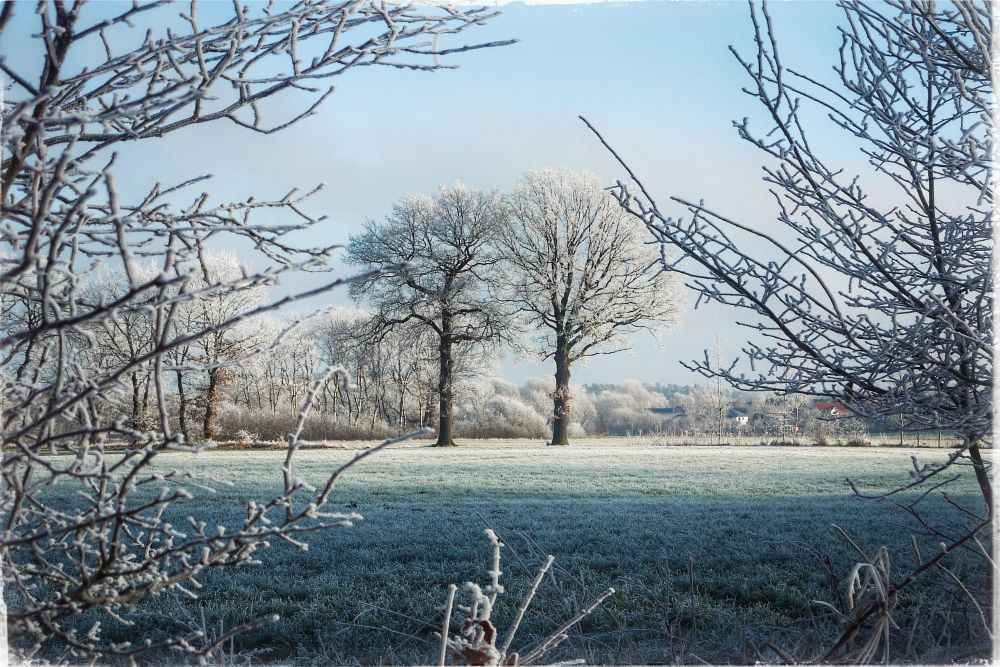 Pic showing two solitary bare trees on field covered in hoarfrost, framed by frosty twigs beneath a cold blue sky 
