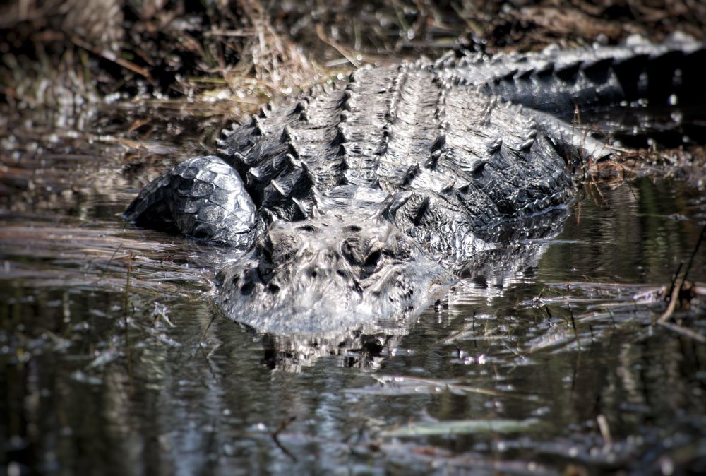 Picture of a big alligator approaching the camera, halfway between land and swampy water water. Quite menacing.