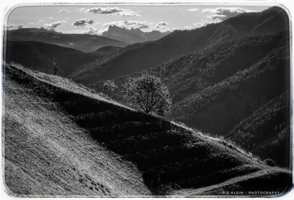 b/w photo of a lone tree on a very steep alpine meadow, dramatic play of light and shadow, high peaks and forested mountains in the background - a silent, serene atmosphere