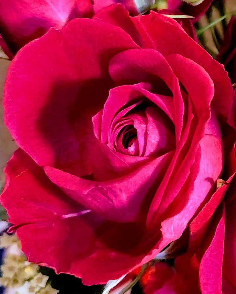 Close up of vibrant red rose. 