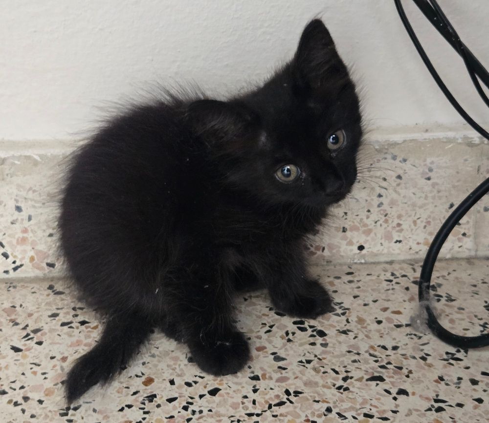 A scared black kitten. Day 1, after we rescued her from inside a car engine.