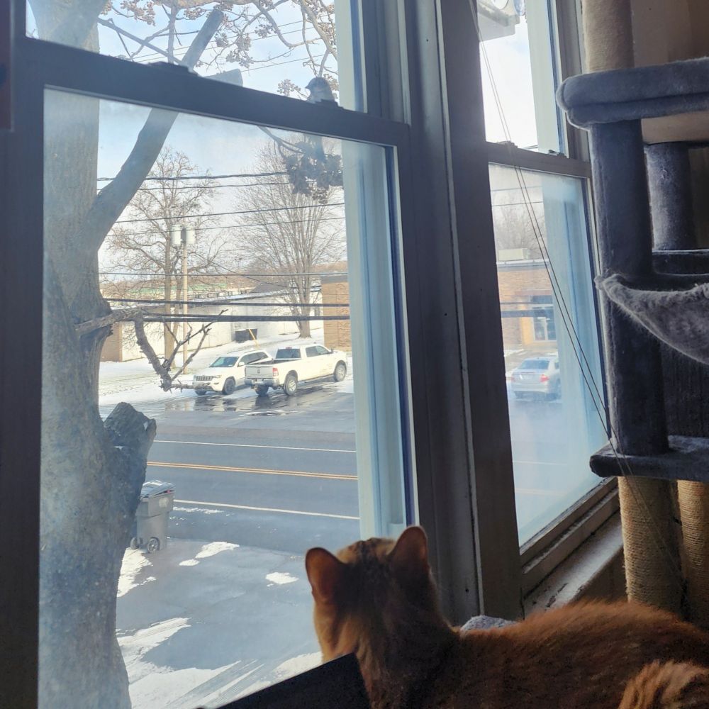 a photo of an orange cat looking at a small bird sitting on a windowsill. 