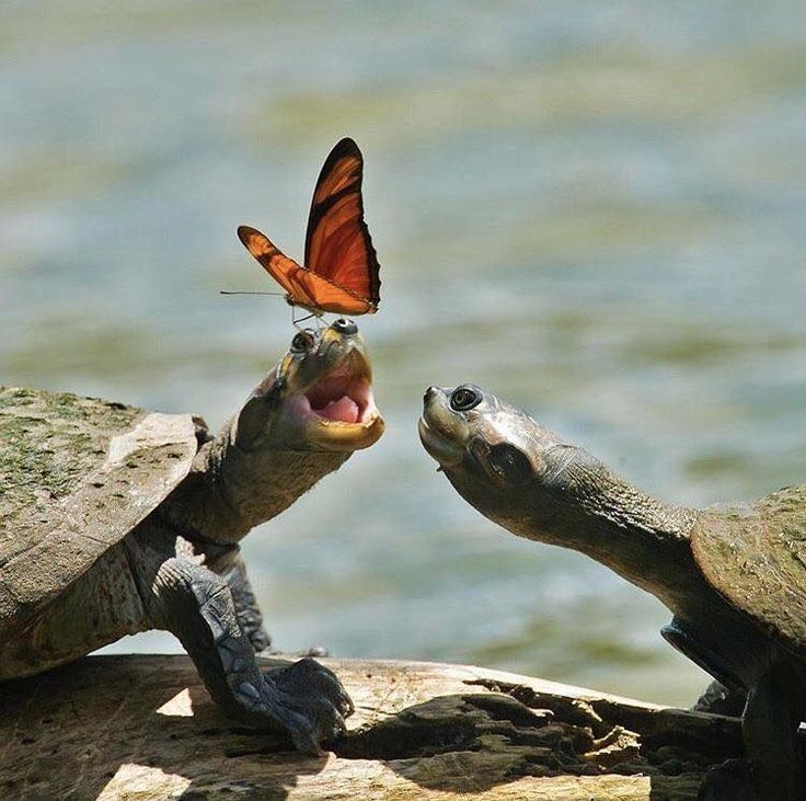 Butterfly landed on one of the two turtles pictured. The turtle looks happy and it's mouth is open. The other turtle looks closely at the butterfly. The butterfly sits on the turtle's head, drinking from it's eye, to get the sodium it needs. This behavior from the butterfly is called lachryphagy.