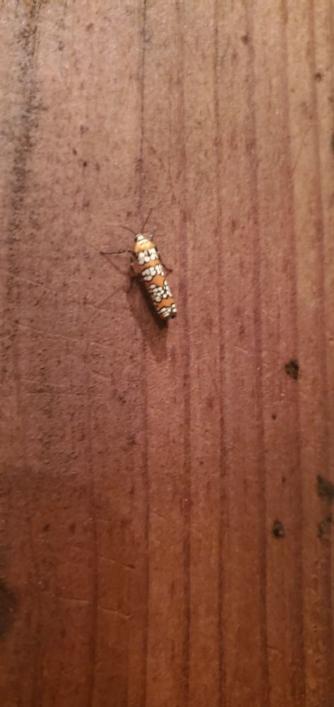 A bug of questionable origin. 