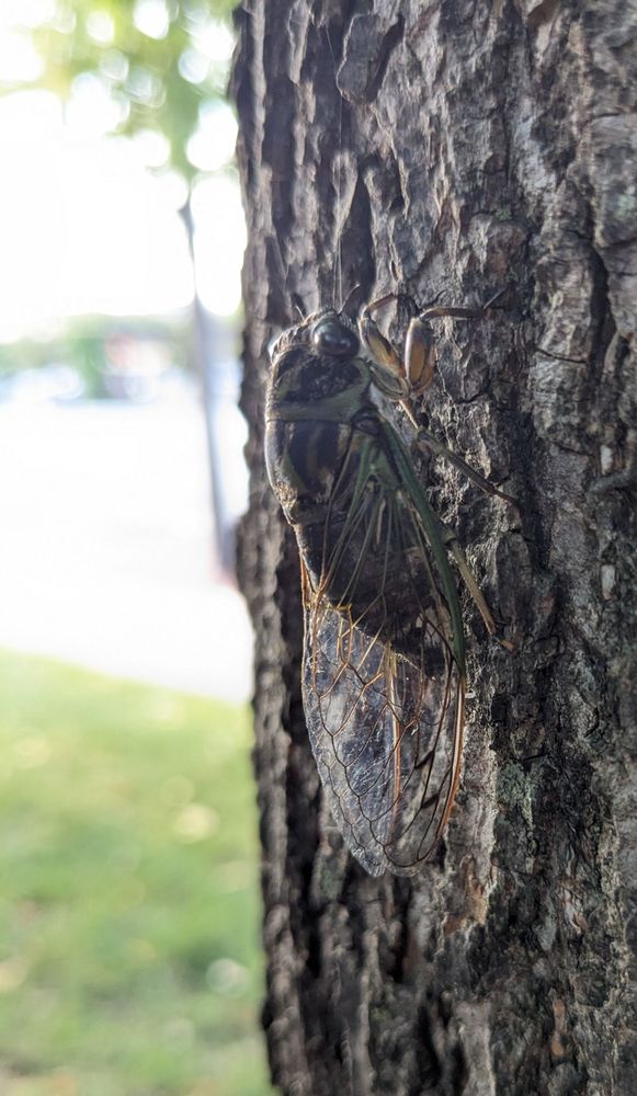 A dog day cicada on the trunk of a tree.