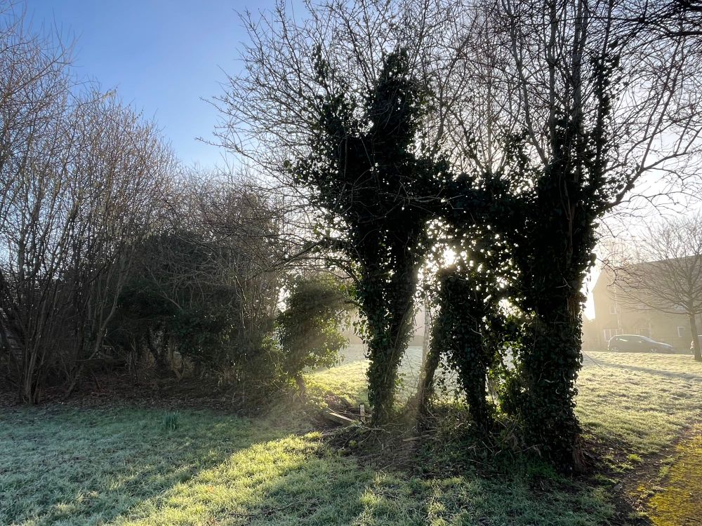 A photograph on a beautiful sunny but frosty winter day. The picture has rays of sun breaking through a gap in a hedge row and gaps between part of the hedge itself. The sky in the top of the pic above the hedge is clear and blue. There’s hedge is surrounded by short grass, a little white with frost in the shadows. There’s a semidetached house in the background that you can just about make out the features of with a car in front. 