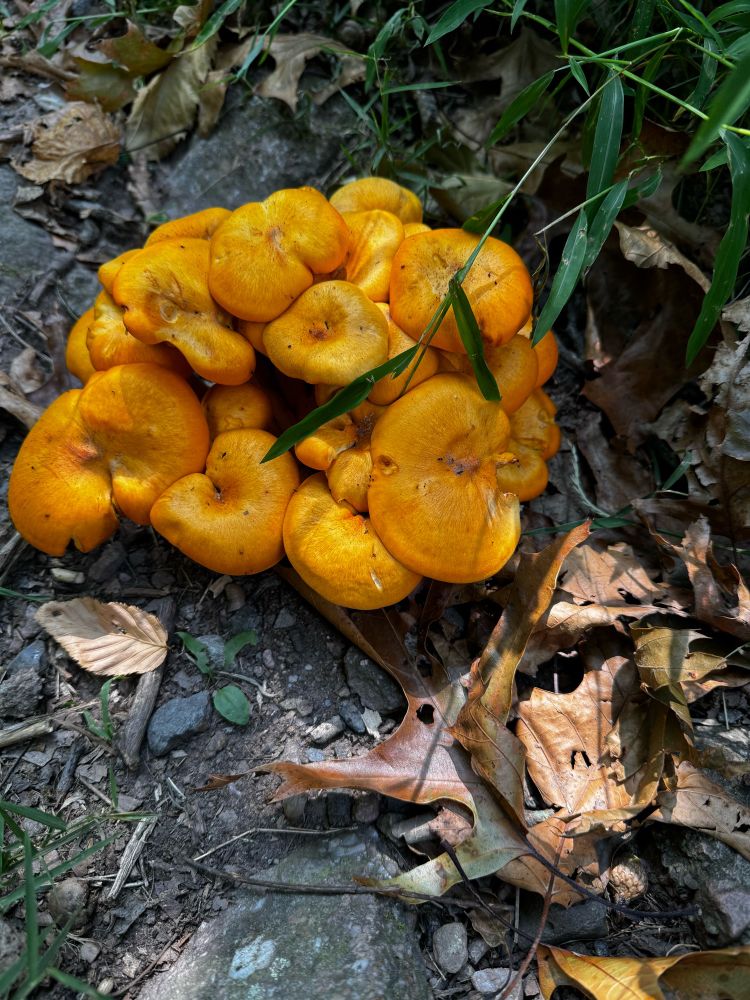 A small cluster of orange mushroom caps at the base of a tree