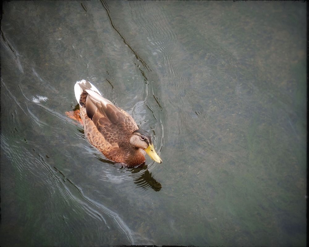 A female mallard coasts in the smooth shallows above a large flat rock and glances at the photographer.