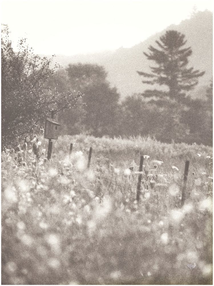 A birdhouse posted on a fence is pictured in a quiet field. The landscape is quiet and still: a meadow encircled by trees and cloistered by the nearby hills seen in the background.