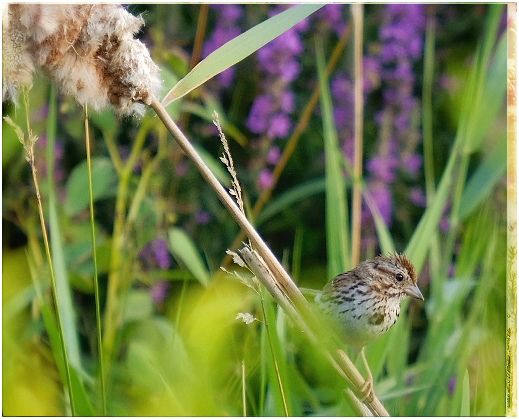 A little song sparrow rests on a fluffed out bulrush in a ditch alongside a late summer meadow. 