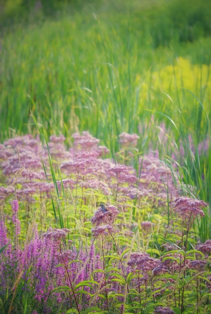 A peaceful brown sparrow is nestled into a purple-pink dome shaped blossom from which s/he surveys the field of golden rods, purple loostrife, bulrushes and spotted joe-pyeweed.