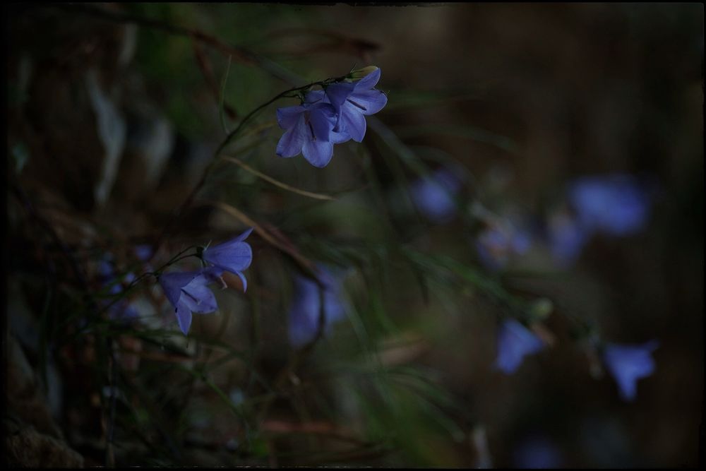 A close up of softly backlit bluebells growing off of the shadowy side of a lakeside cliff. The strong sunlight over the lake water just to the side of the cliff’s edge gives the blossoms a luminous appearance.