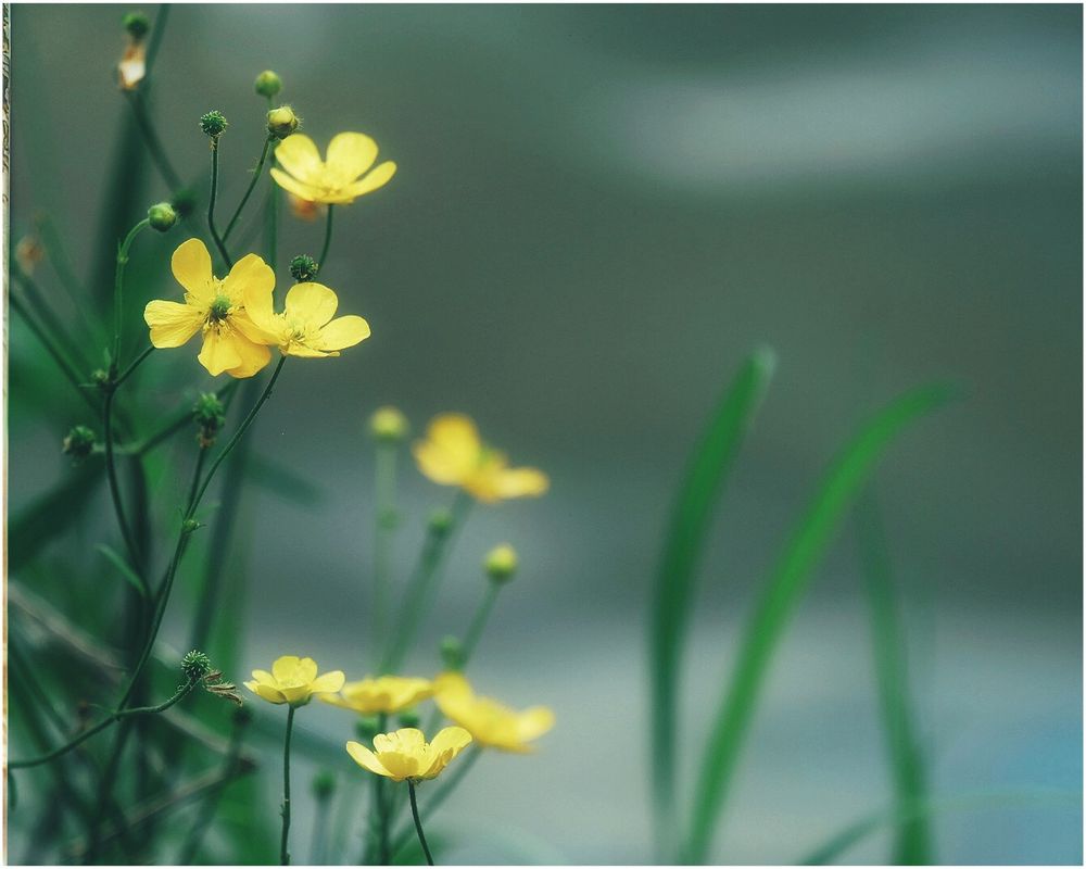Tiny yellow flowers growing along the Madawaska’s shore.