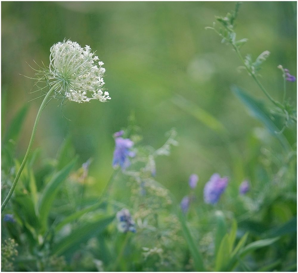 Wild carrot and vetch in the soft green tangle of their meadow.