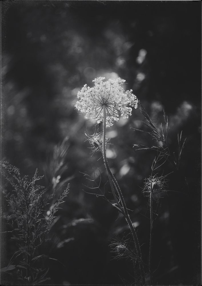 A black and white of Queen Anne’s Lace, backlit and wild under a forest canopy.