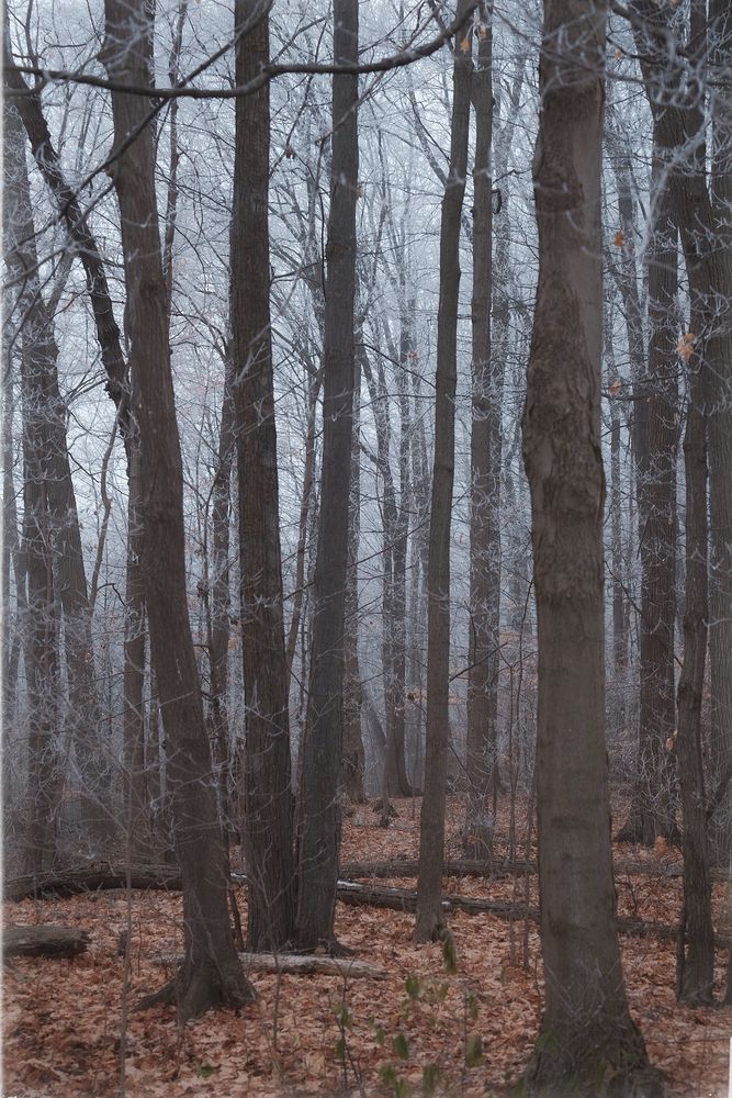A late November boreal forest wrapped in frost and a dissipating mist. The warmth of the leafless trees and forest floor contrast against the dove grey sky and sparkling twigs.