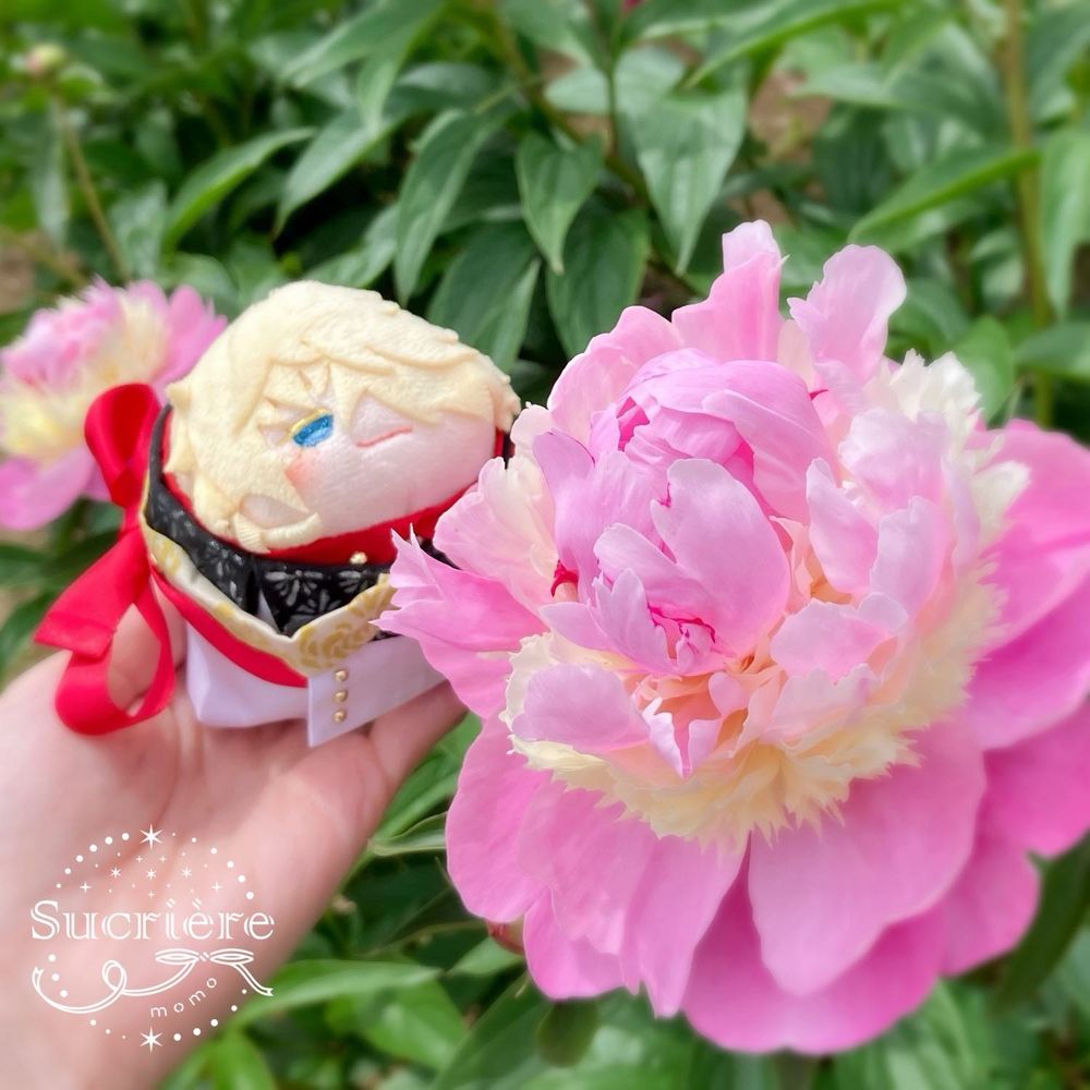 ピンクの芍薬ともちむねさんの写真