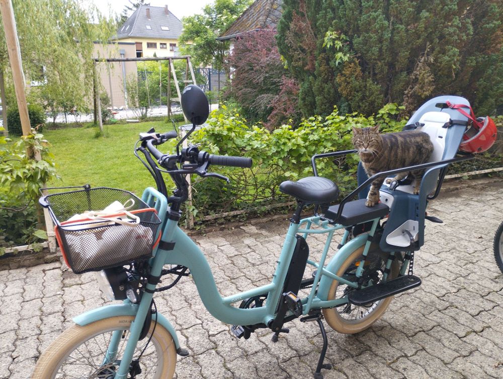 Magnifique chat tigré, vraiment de toute beauté, sur un non moins magnifique vélo cargo électrique bleu turquoise...