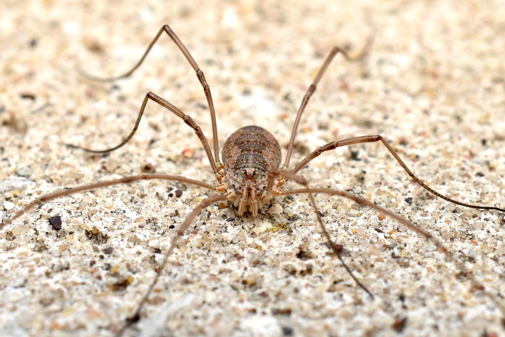 A head on close up view of a harvestman. Look into its silly eyes...