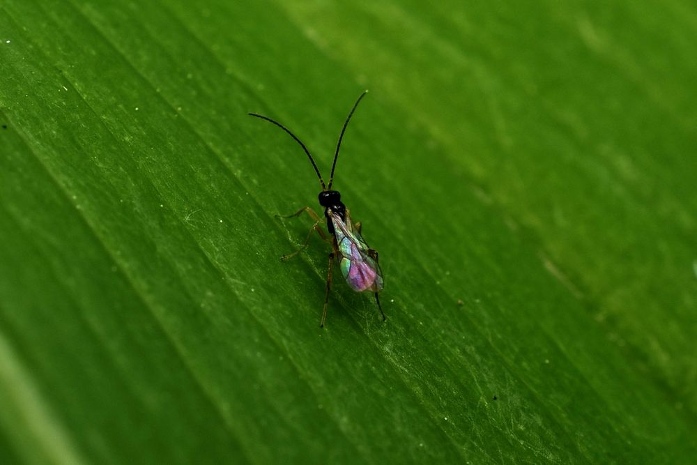 A small black wasp with wings refracting greens, purples, and blues sitting on a green leaf
