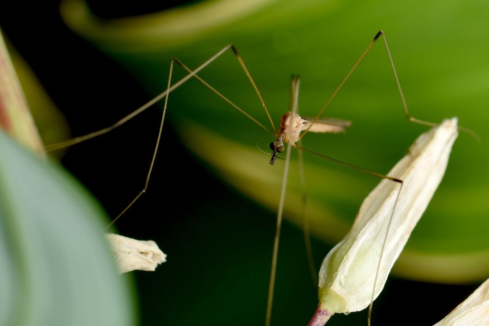 An angry looking yellow fly with long, thin legs