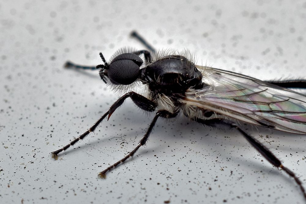 A close-up picture of a black fly with two huge eyes taking up most of its head sitting against a speckled white background