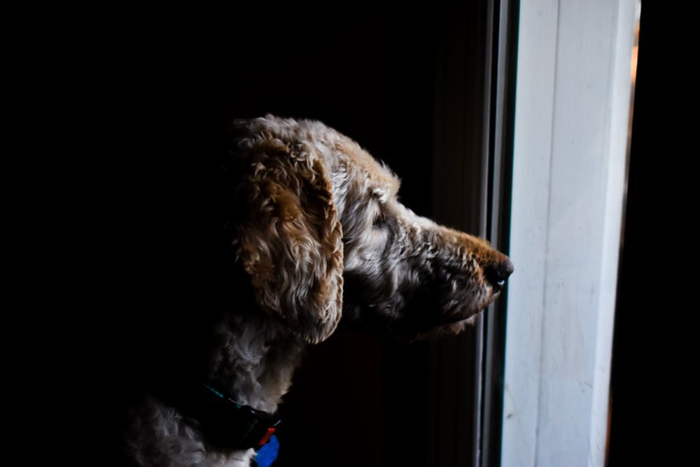 A dramatically lit photo of a cream and orange colored labradoodle looking to the right out a window