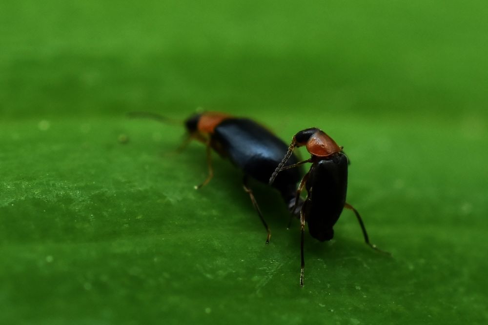two black beetles with orange pronotums in coitus