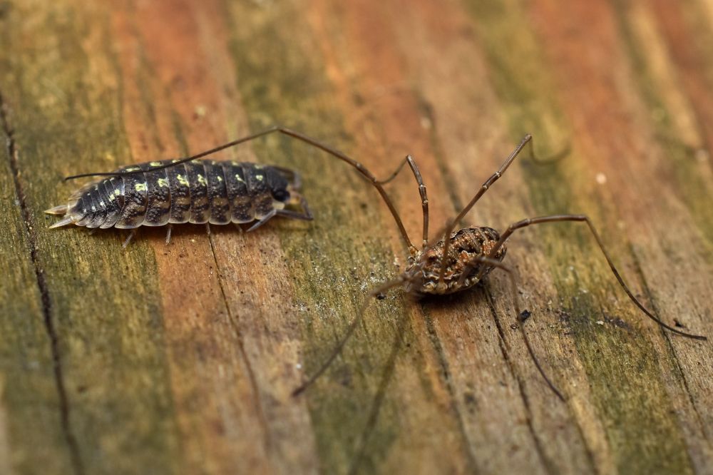 A harvestman with one of its legs resting on an isopod, on a piece of wood