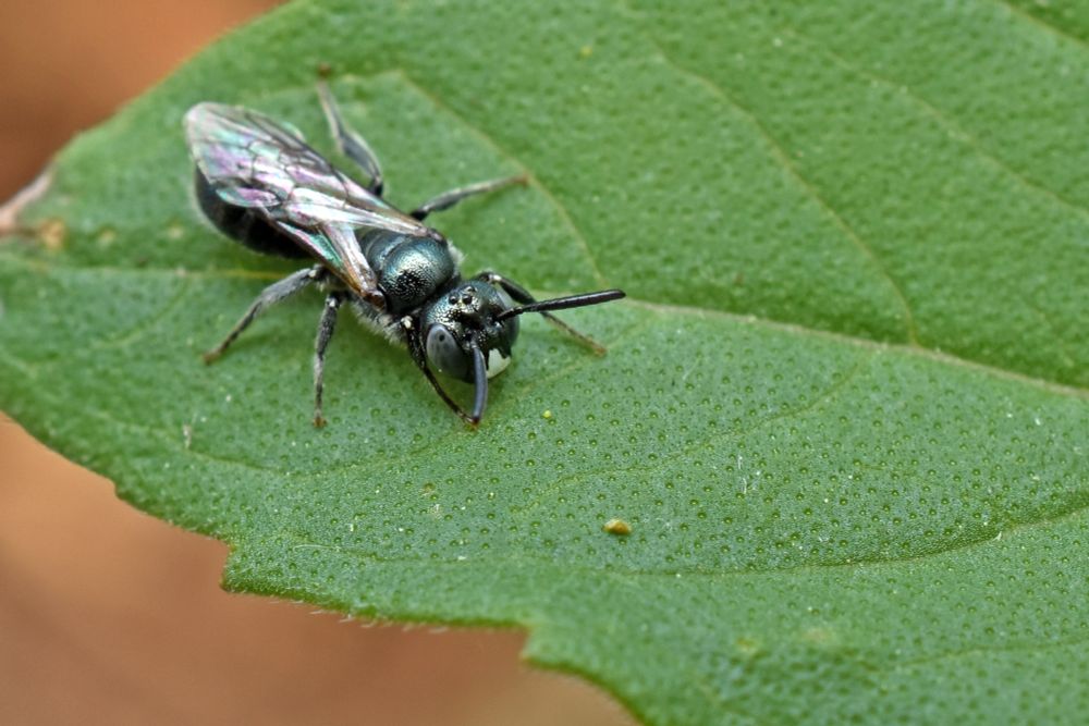 An iridescent dark teal bee with blue eyes sitting on a green leaf