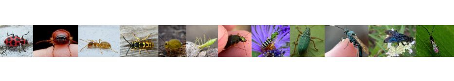 A panorama of insect photos that makes a rainbow