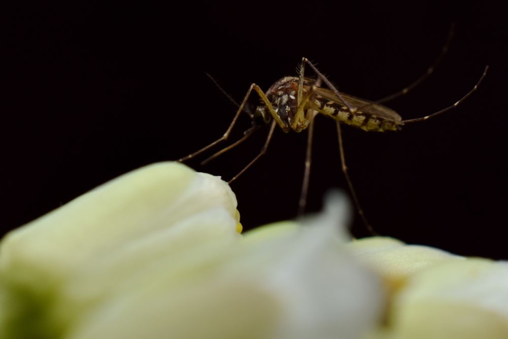 A yellow and brown mosquito standing on a light green flower against a black background
