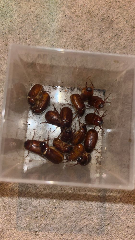 A pile of 16 medium sized brown beetles