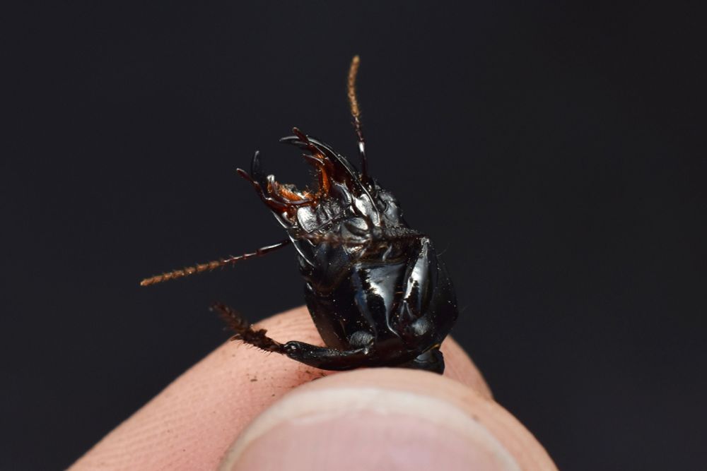 A photo of a beetle held between fingers flailing wildly