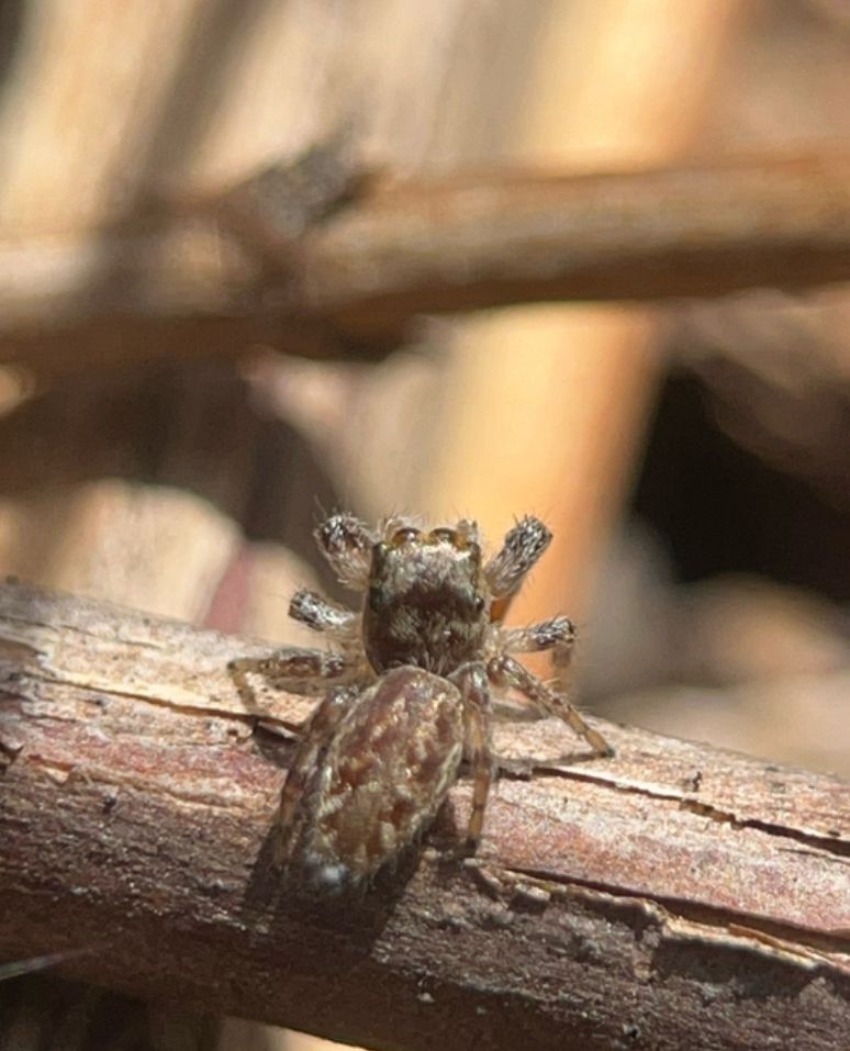 A photo of a brown jumping spider staring upward