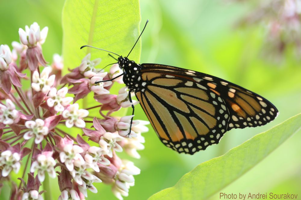 Danaus plexippus aka the Monarch Butterfly drinking nectar from a flower of Asclepias syriaca milkweed (aka butterfly flower, silkweed, silky swallow-wort, and Virginia silkweed). West Virginia. Caterpillars were also present.