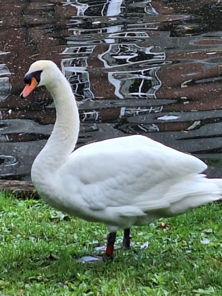 A swan posing on the bank of the river Wensum in Norwich.  What a poseur.