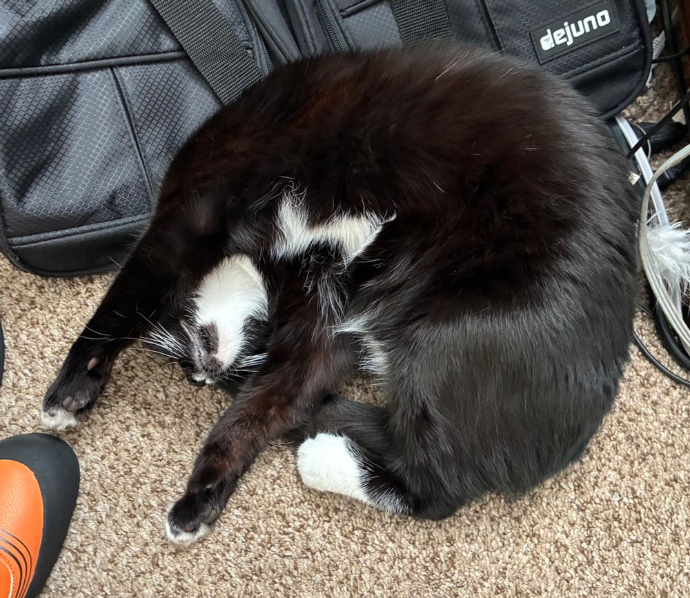 black & white cat curled up with paws outstretched