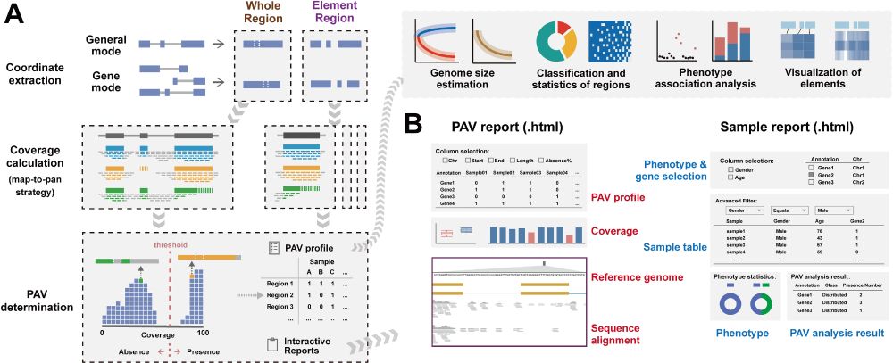 Fig 1. Overview of APAV pipeline.

(A) Workflow for PAV calling and consequent analysis. The coordinates of the target region are first extracted from a GFF file or BED file. The coverage of both the whole region and the element region is calculated based on the BAM files. The PAVs are determined according to their coverage, and interactive reports are generated. Subsequent analyses can be performed using the PAV tables, including genome size estimation, classification and statistical analysis, phenotypic association analysis, and visualization of elements. (B) Interactive analysis reports. The PAV report presents PAV tables, coverage data, pangenome sequences, genome annotation, and sequence alignments. The sample report presents sample tables, phenotype information, and real-time PAV analysis results.

https://doi.org/10.1371/journal.pcbi.1013288.g001