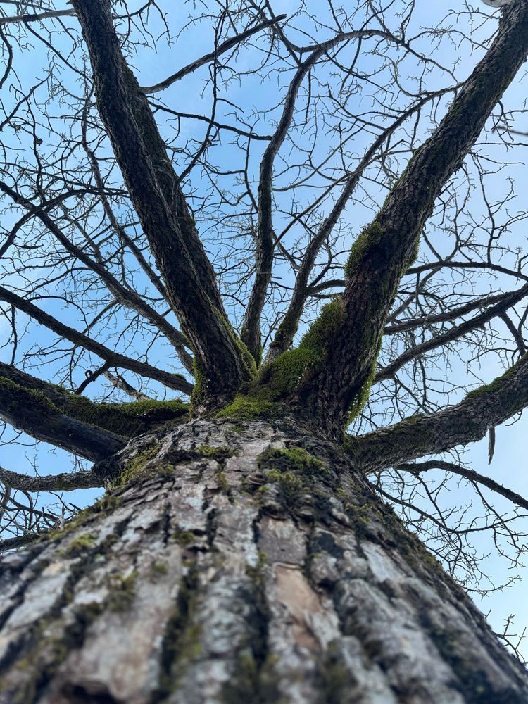 Looking up the trunk of a tree with thick bark. The bare branches contrast against the sky. 