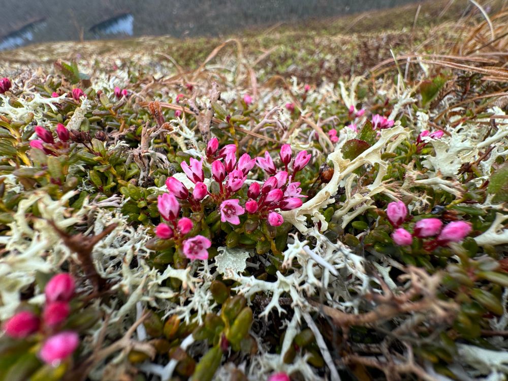 Alpine azalea, a little pink flower blooms on tundra in lichen. 