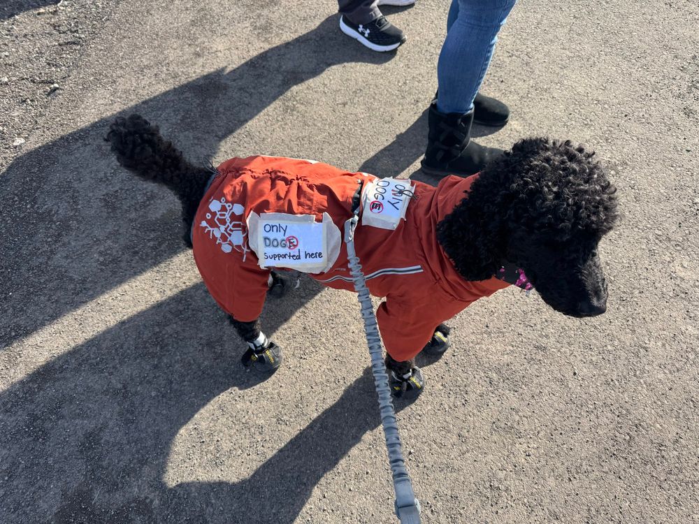 A black standard poodle wearing an orange rain coat that says “only DOGE supported here” but the E is crossed out. 