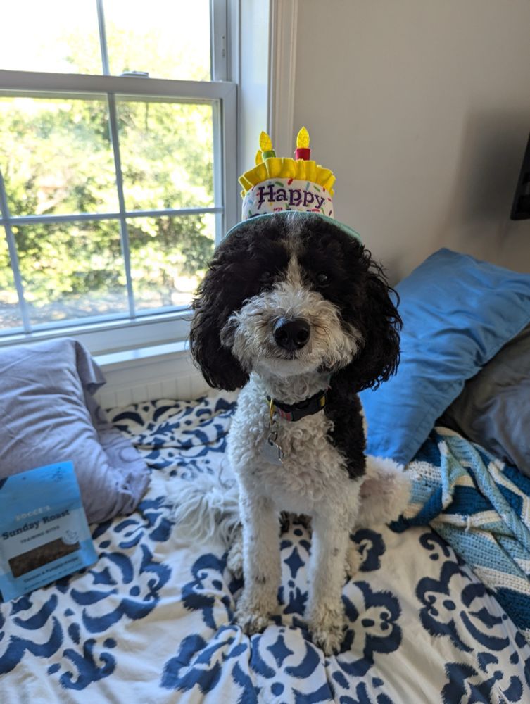 A black and white sheepadoodle glares at the camera with a birthday hat perched atop her head