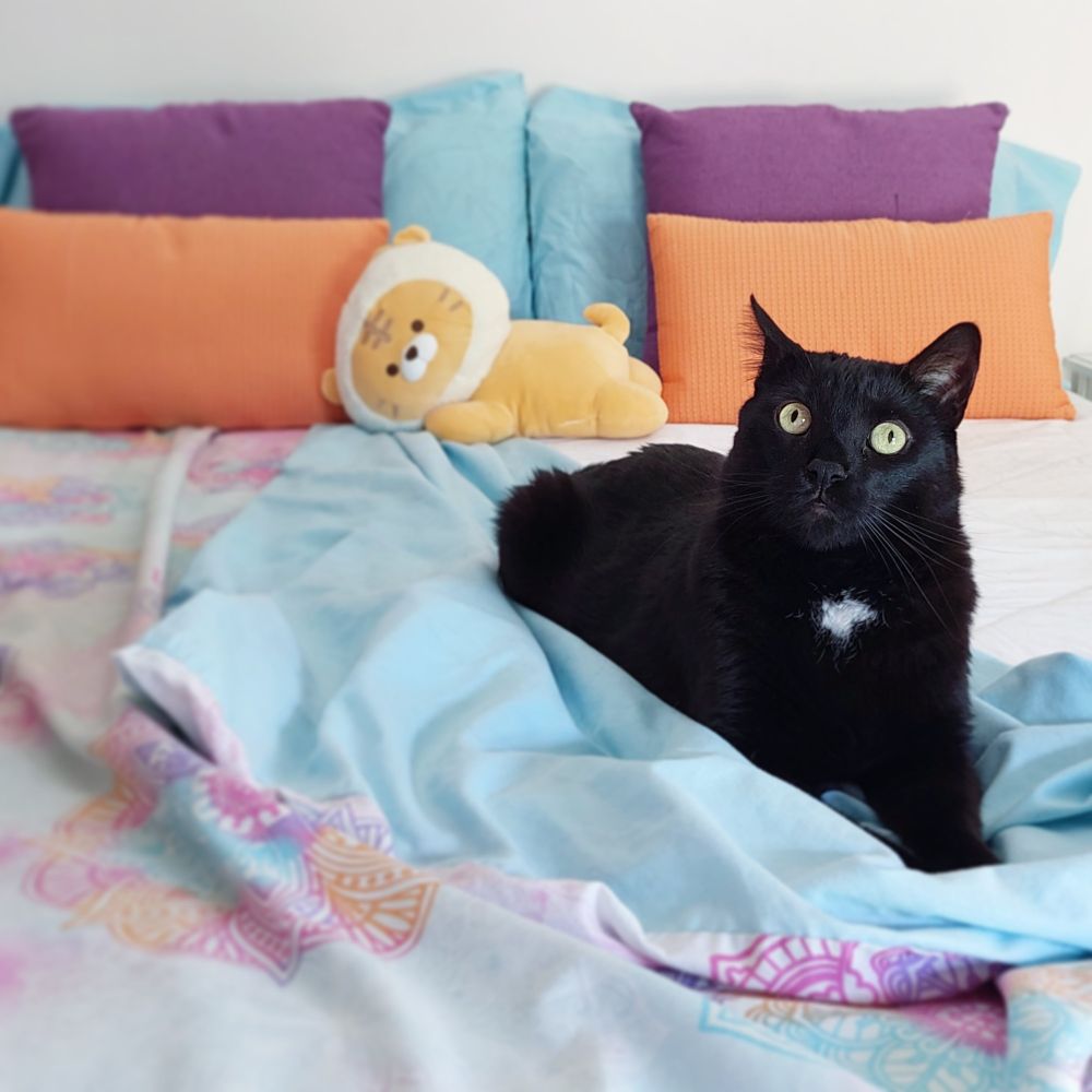 Gato negro tumbado en la cama
