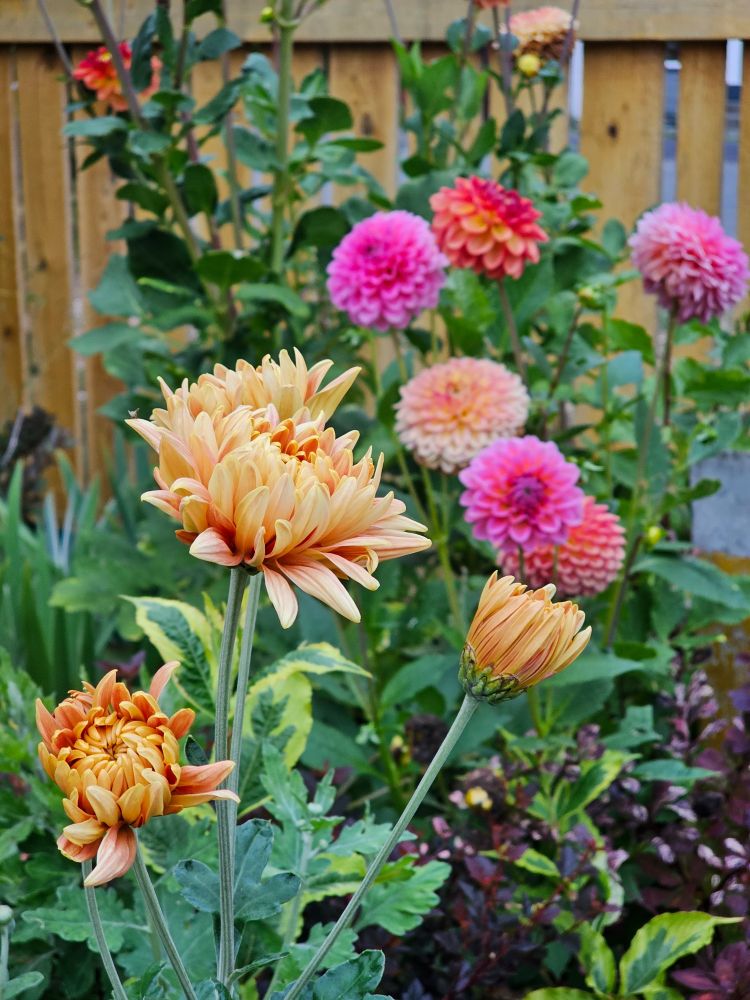 Photograph of flowers in the garden. In the foreground, bronze colored chrisanthemums opening up - four semi open blooms are visible. In the midground, a mix of dahlias in vivid pink, sunset yellow-red gradients, and peach, amongst green foliage - 6-7 blooms. There's some burgundy and variegated green foliage peeking through as well. In the background, yellowish wooden fence.