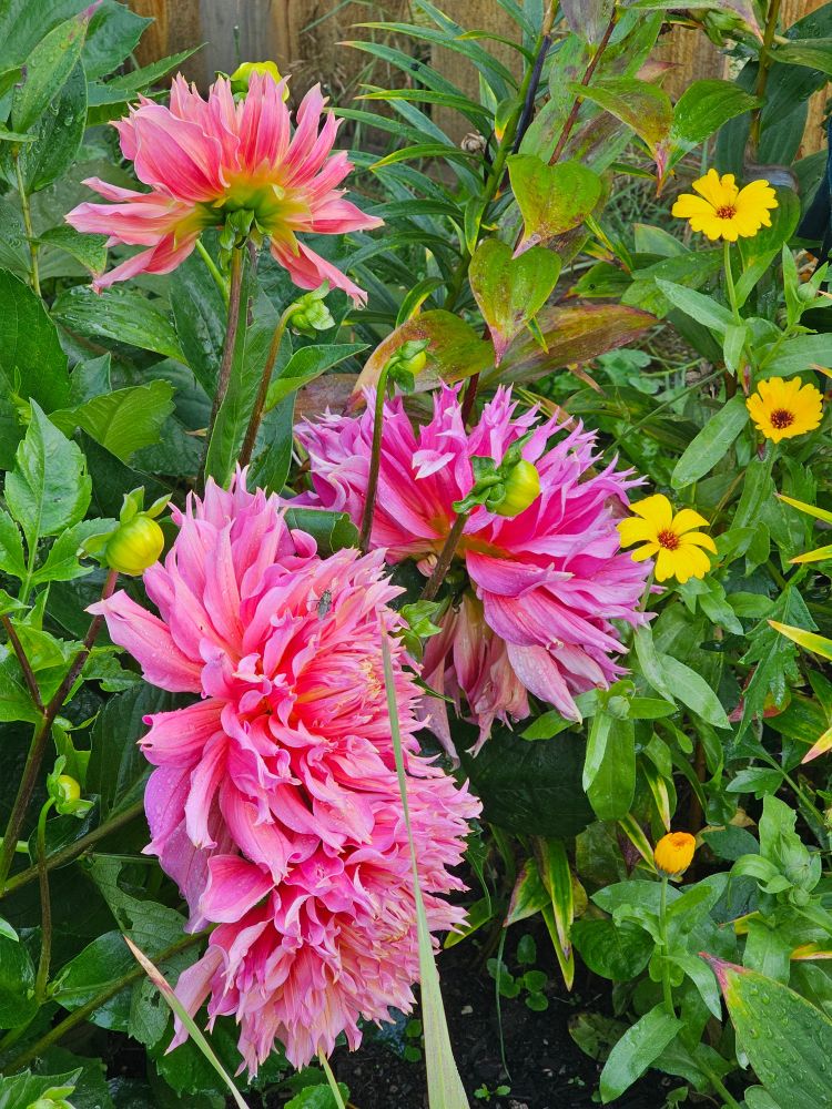 Large pink dahlia flower blooms, layered like a firework of sunset colors. There's four of them on the photo, surrounded by green leaves of dahlia and other plants, and smaller orange daisy-loke flowers of the calendula.