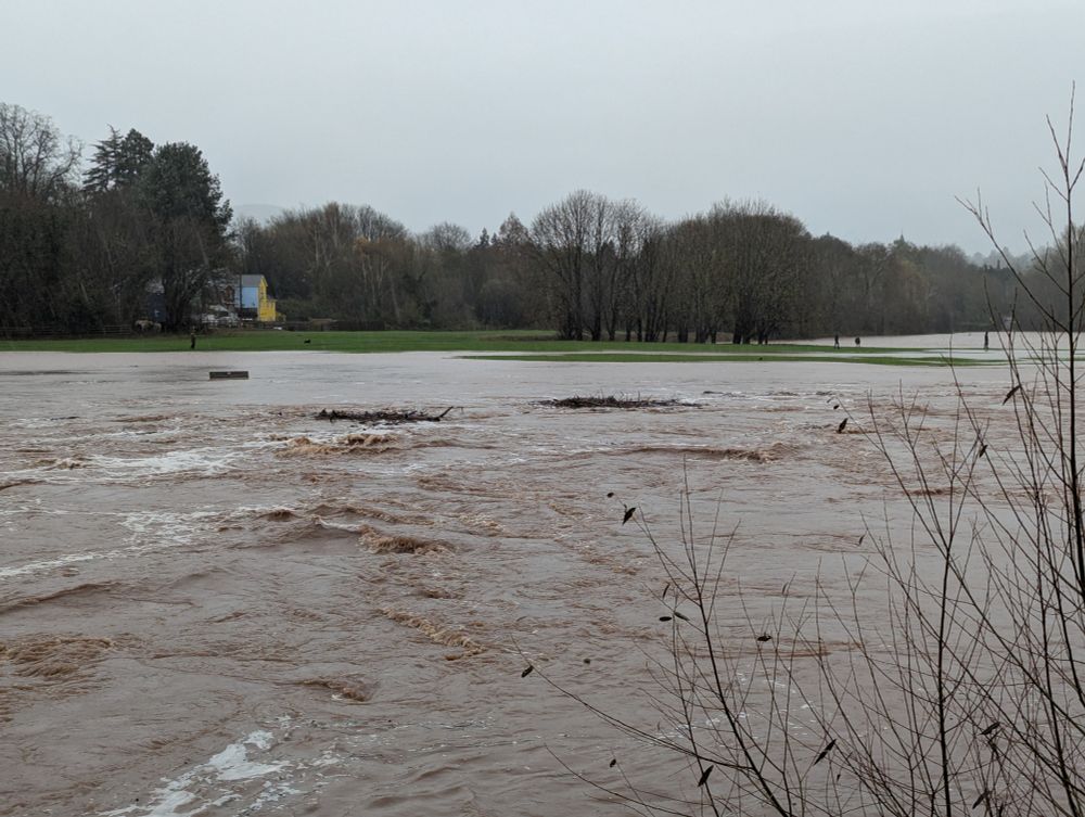 Two lumps of wood debris float down the overflowing Usk it's banks having burst and flooding Castle Meadows.