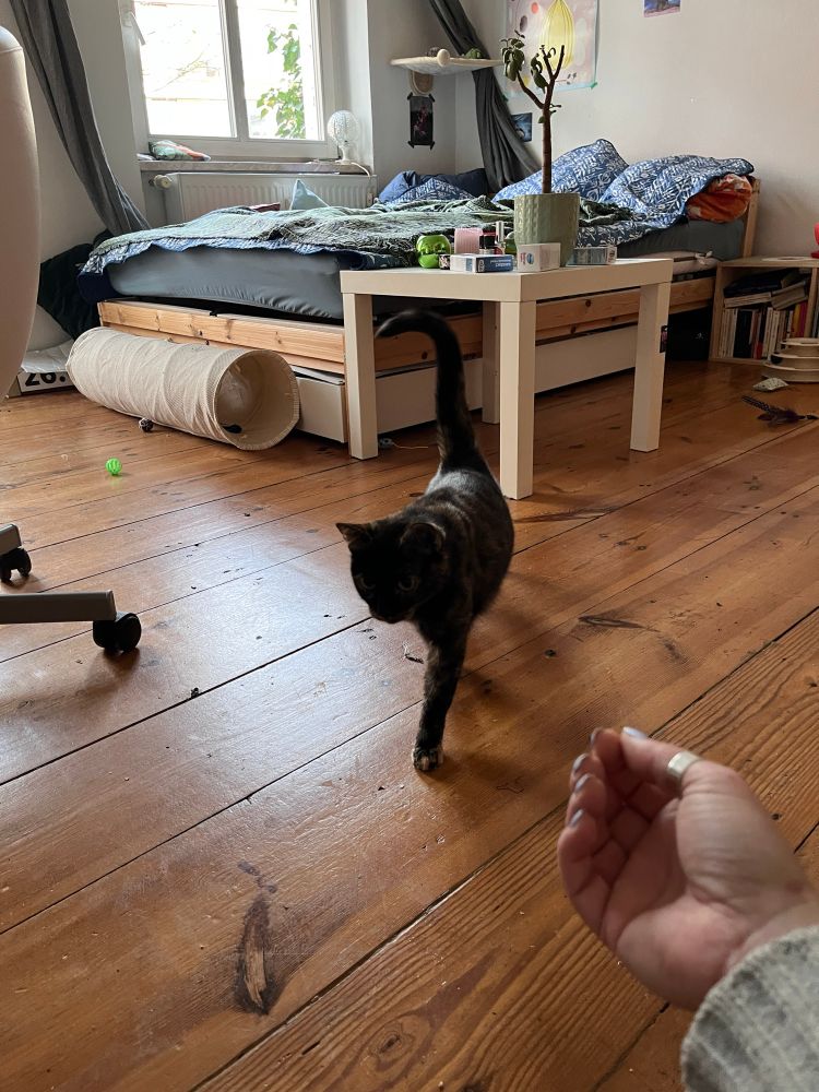 Katze kommt auf meinen ausgestreckten Arm zu